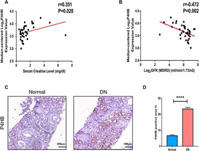 Identification and validation of P4HB as a novel autophagy-related biomarker in diabetic nephropathy